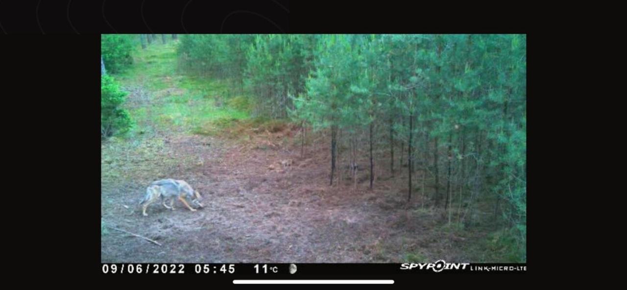 Jagd-Angler-Suite-04-Im-Wald-Am-See Kyritz Eksteriør bilde